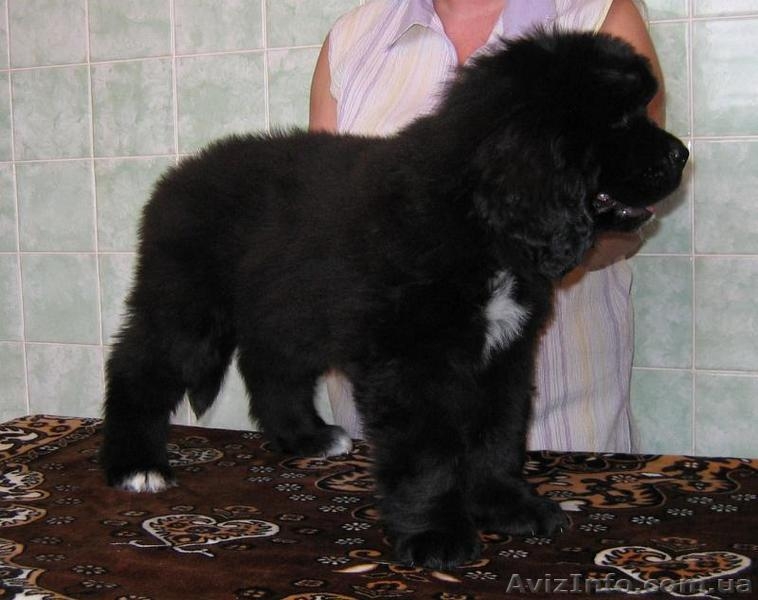 Щенки ньюфаундленда  шоу класса в Харькове - <ro>Изображение</ro><ru>Изображение</ru> #2, <ru>Объявление</ru> #34020