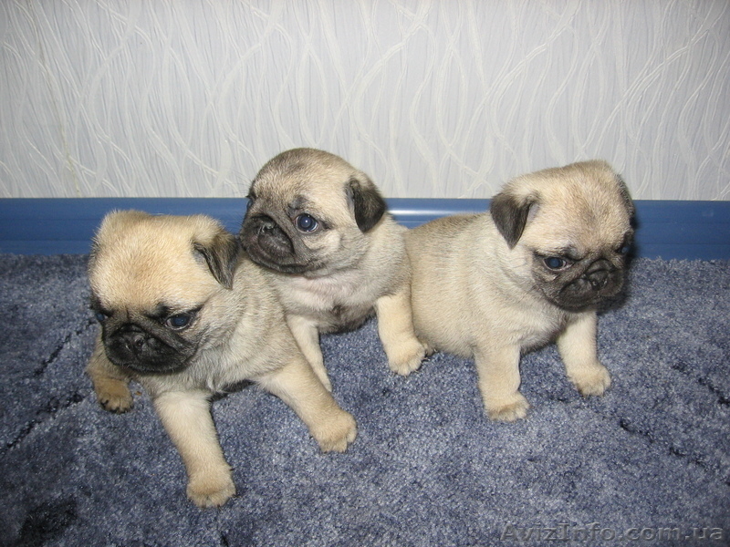 Продам очаровательного щенка мопса - <ro>Изображение</ro><ru>Изображение</ru> #1, <ru>Объявление</ru> #30129