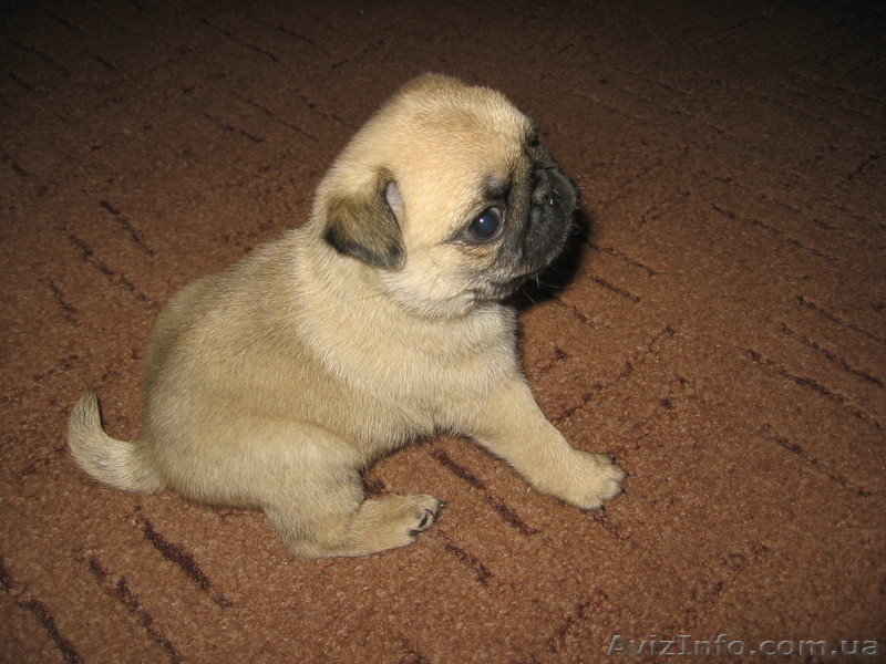 Продам очаровательного щенка мопса - <ro>Изображение</ro><ru>Изображение</ru> #4, <ru>Объявление</ru> #30129