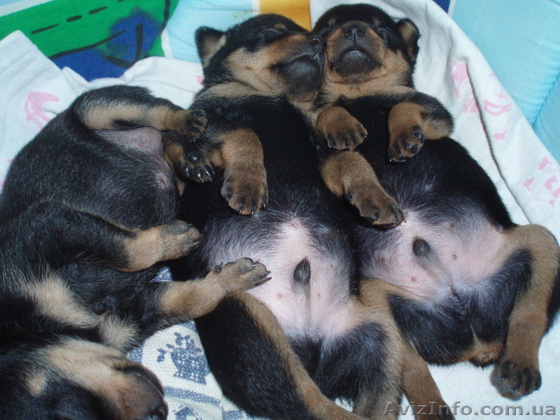 продам щенков русский той-терьер - <ro>Изображение</ro><ru>Изображение</ru> #2, <ru>Объявление</ru> #29569