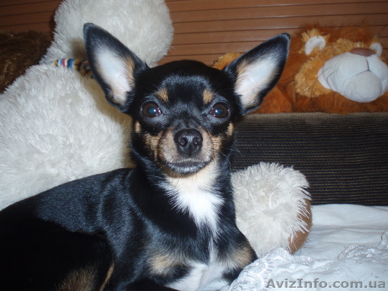 продам щенков русский той-терьер - <ro>Изображение</ro><ru>Изображение</ru> #1, <ru>Объявление</ru> #29569