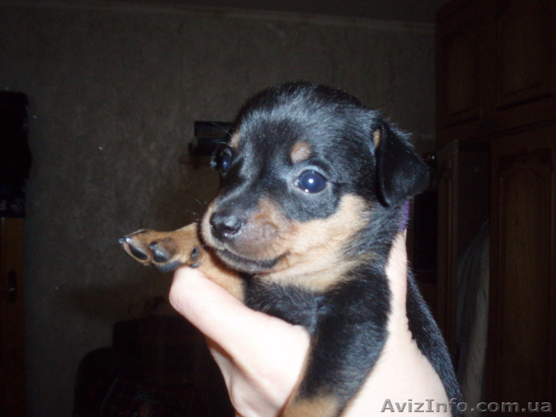 продам щенков русский той-терьер - <ro>Изображение</ro><ru>Изображение</ru> #3, <ru>Объявление</ru> #29569