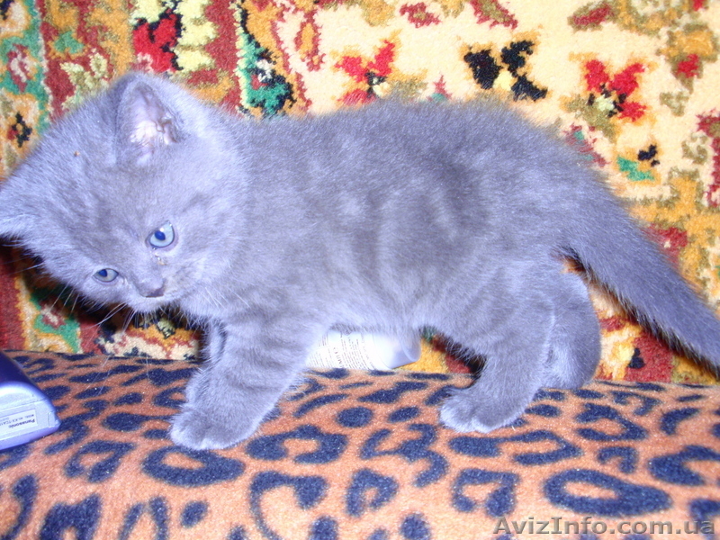 продам котенка скотиш-страйта - <ro>Изображение</ro><ru>Изображение</ru> #1, <ru>Объявление</ru> #28749