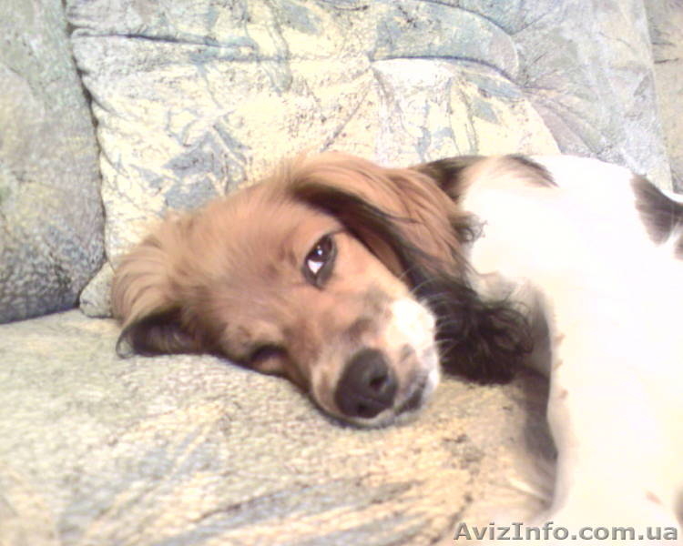 Девочка спаниель ищет мальчика для случки - <ro>Изображение</ro><ru>Изображение</ru> #1, <ru>Объявление</ru> #29014