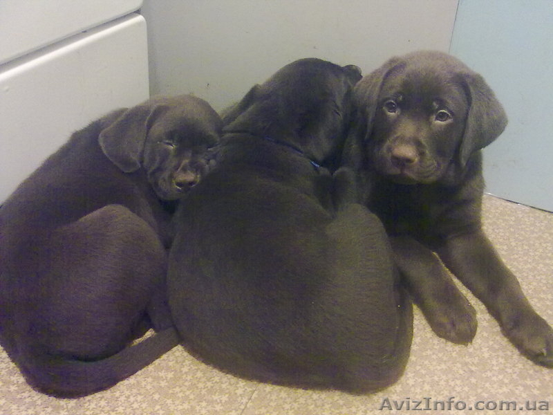 Продаются элитные щенки лабрадора, редкий шоколадный окрас, Шоу класса - <ro>Изображение</ro><ru>Изображение</ru> #1, <ru>Объявление</ru> #39042