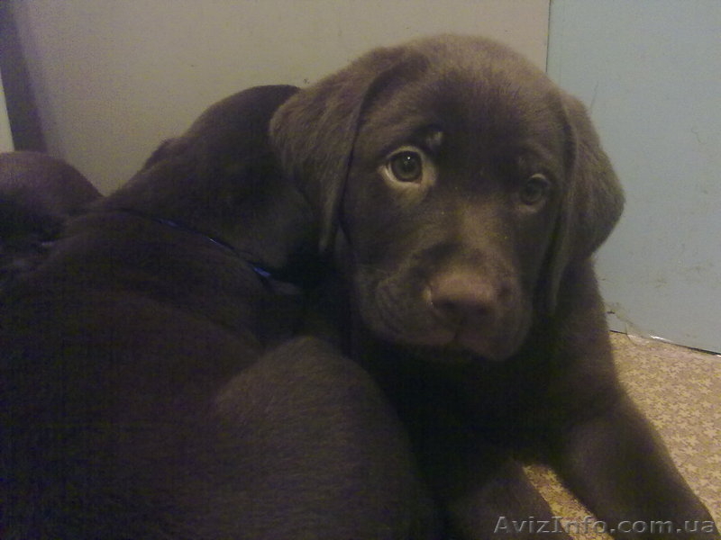 Продаются элитные щенки лабрадора, редкий шоколадный окрас, Шоу класса - <ro>Изображение</ro><ru>Изображение</ru> #4, <ru>Объявление</ru> #39042