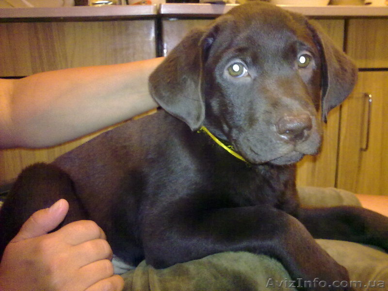 Продаются элитные щенки лабрадора, редкий шоколадный окрас, Шоу класса - <ro>Изображение</ro><ru>Изображение</ru> #5, <ru>Объявление</ru> #39042