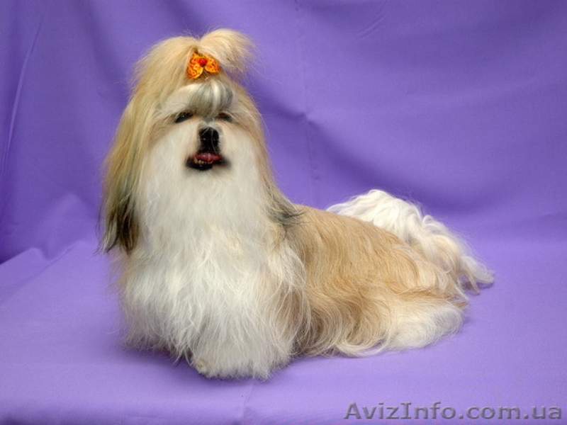 щенок ши-тцу для шоу и разведения. - <ro>Изображение</ro><ru>Изображение</ru> #1, <ru>Объявление</ru> #41700