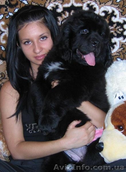 Щенки ньюфаундленда  шоу класса в Харькове - <ro>Изображение</ro><ru>Изображение</ru> #5, <ru>Объявление</ru> #34020