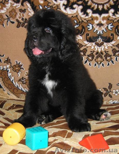 Щенки ньюфаундленда  шоу класса в Харькове - <ro>Изображение</ro><ru>Изображение</ru> #4, <ru>Объявление</ru> #34020