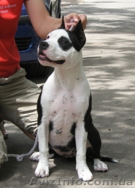  Американский Стаффоршидский Терьер девочка - <ro>Изображение</ro><ru>Изображение</ru> #1, <ru>Объявление</ru> #46161