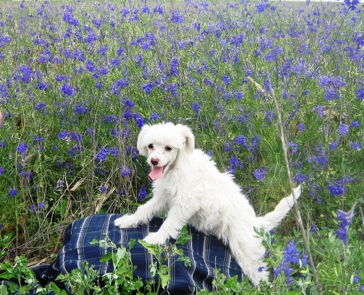 Продам Щенков КитайскихХохлатых - <ro>Изображение</ro><ru>Изображение</ru> #3, <ru>Объявление</ru> #46958