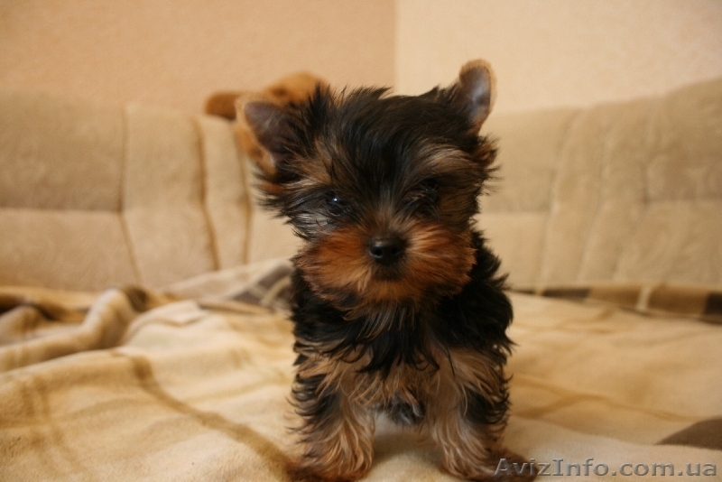 Продам прекрасного щенка йорка - <ro>Изображение</ro><ru>Изображение</ru> #1, <ru>Объявление</ru> #41398