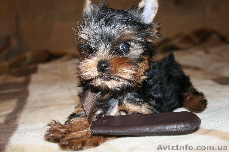 Продам прекрасного щенка йорка - <ro>Изображение</ro><ru>Изображение</ru> #2, <ru>Объявление</ru> #41398