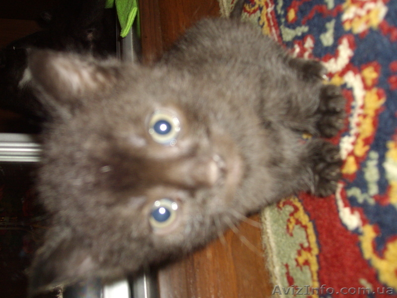 Подарю пушистых кошечек - <ro>Изображение</ro><ru>Изображение</ru> #2, <ru>Объявление</ru> #40850
