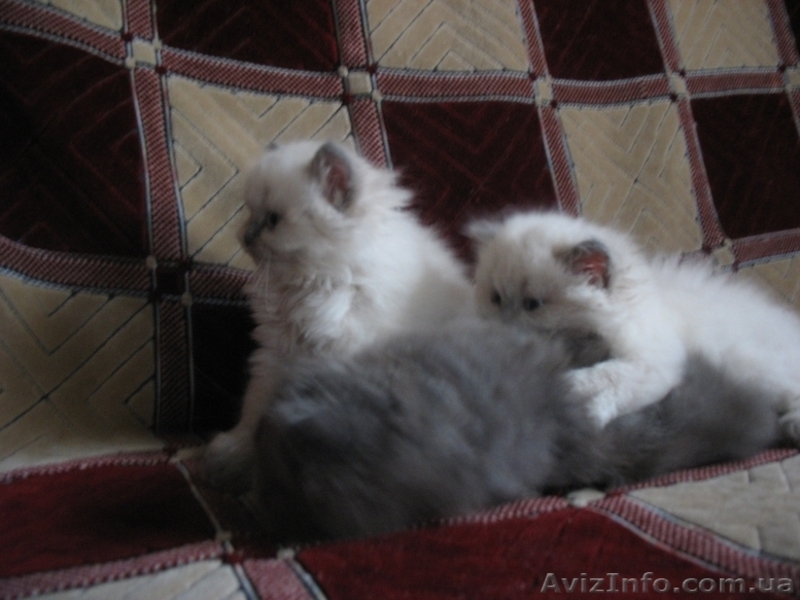 Персидские котята - <ro>Изображение</ro><ru>Изображение</ru> #3, <ru>Объявление</ru> #42037