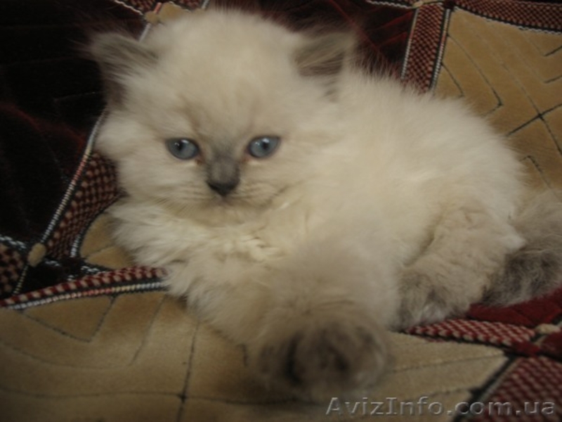 Персидские котята - <ro>Изображение</ro><ru>Изображение</ru> #2, <ru>Объявление</ru> #42037