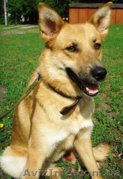 Очаровательная собачка Алиса ищет хозяина - <ro>Изображение</ro><ru>Изображение</ru> #1, <ru>Объявление</ru> #37463