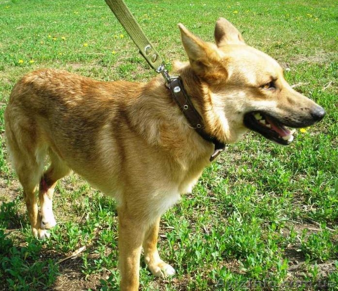 Очаровательная собачка Алиса ищет хозяина - <ro>Изображение</ro><ru>Изображение</ru> #2, <ru>Объявление</ru> #37463