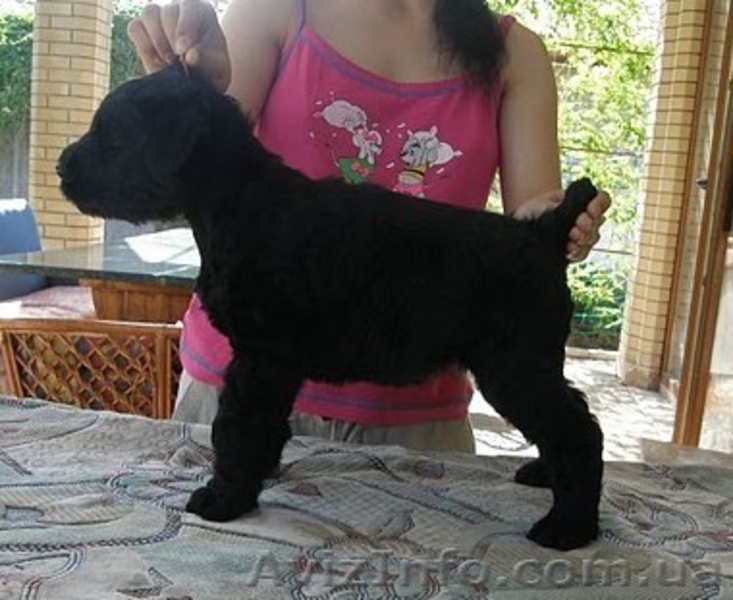 Очаровательные щенки русского черного терьера - <ro>Изображение</ro><ru>Изображение</ru> #1, <ru>Объявление</ru> #43538