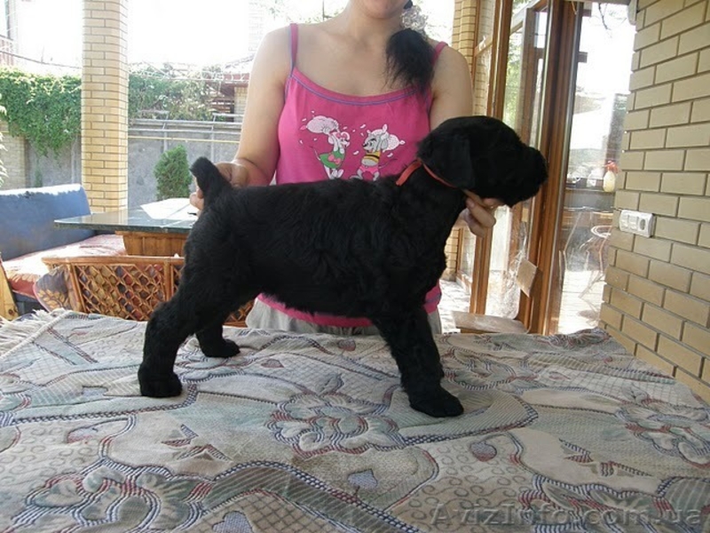 Очаровательные щенки русского черного терьера - <ro>Изображение</ro><ru>Изображение</ru> #2, <ru>Объявление</ru> #43538