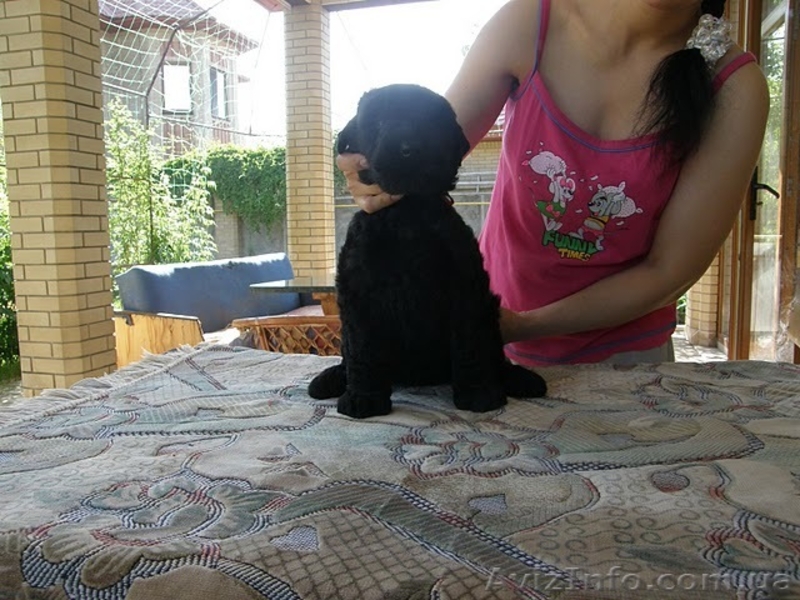 Очаровательные щенки русского черного терьера - <ro>Изображение</ro><ru>Изображение</ru> #3, <ru>Объявление</ru> #43538