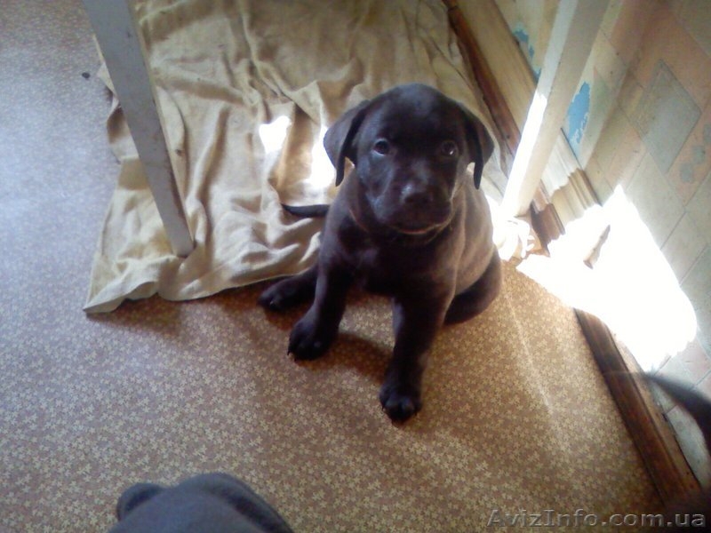 Продаются элитные щенки лабрадора, редкий шоколадный окрас, Шоу класса - <ro>Изображение</ro><ru>Изображение</ru> #3, <ru>Объявление</ru> #39042