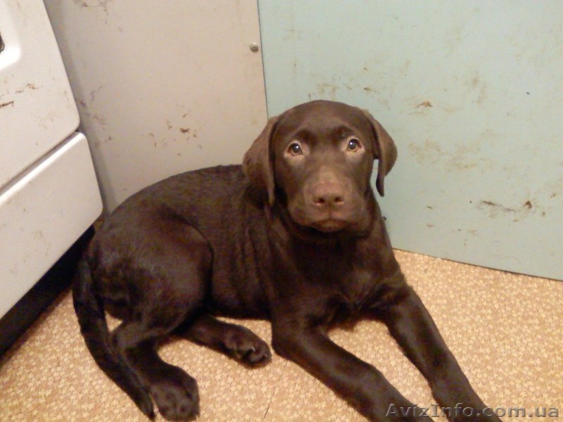 Щенки породы лабрадор ретривер шоколадного окраса. - <ro>Изображение</ro><ru>Изображение</ru> #5, <ru>Объявление</ru> #27144