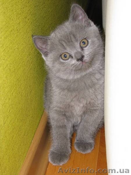 Классные шотландские вислоухие котята от элитных родителей (не питомник). - <ro>Изображение</ro><ru>Изображение</ru> #3, <ru>Объявление</ru> #38933