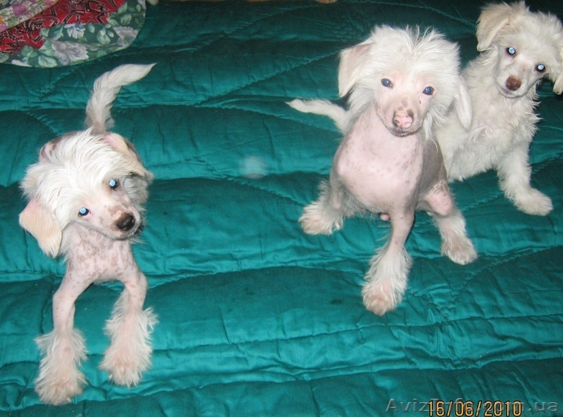 Продам Щенков КитайскихХохлатых - <ro>Изображение</ro><ru>Изображение</ru> #1, <ru>Объявление</ru> #46958