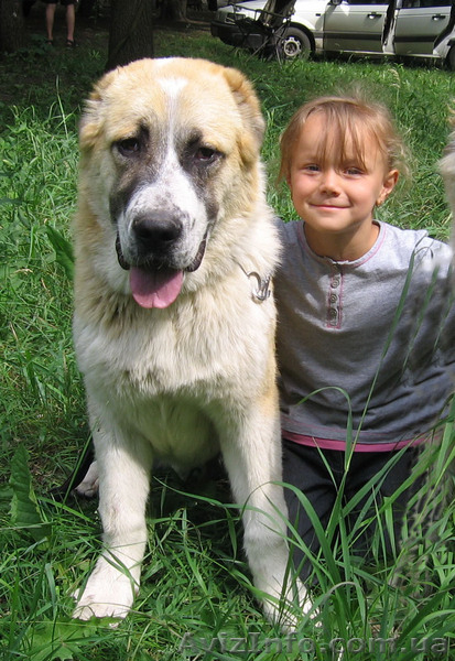 Надежный охранник - алабай (среднеазиатская овчарка ) - <ro>Изображение</ro><ru>Изображение</ru> #1, <ru>Объявление</ru> #48313