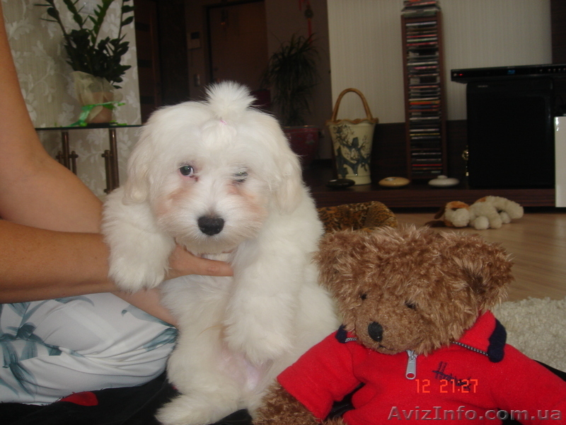 Элитные щенки мальтийской болонки(мальтезе) - <ro>Изображение</ro><ru>Изображение</ru> #2, <ru>Объявление</ru> #30891
