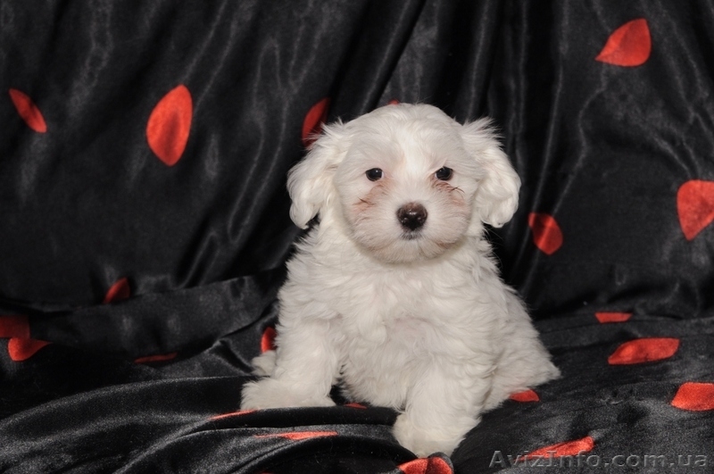 Элитные щенки мальтийской болонки(мальтезе) - <ro>Изображение</ro><ru>Изображение</ru> #1, <ru>Объявление</ru> #30891