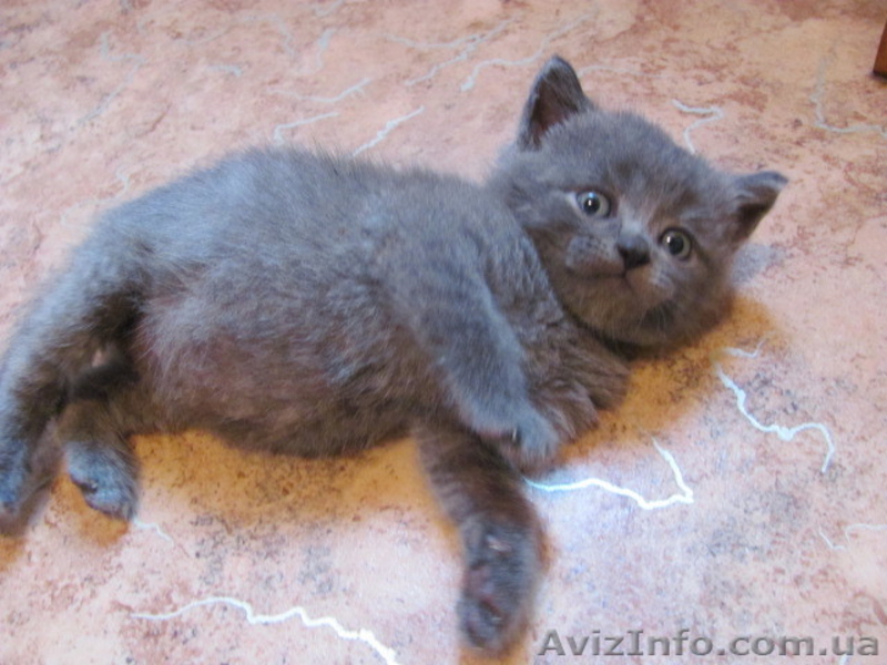 Шотландских и британских котят - <ro>Изображение</ro><ru>Изображение</ru> #3, <ru>Объявление</ru> #54889