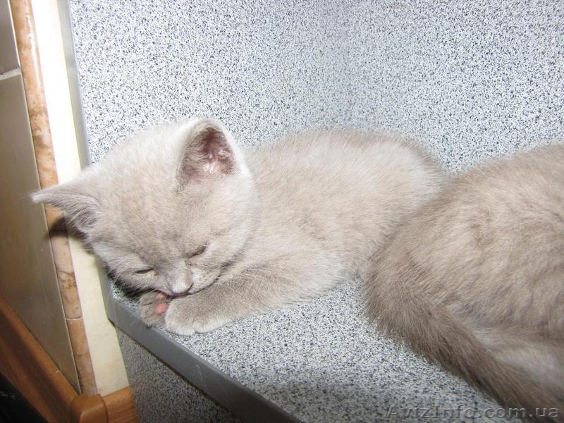Продам чистокровных британских котят! - <ro>Изображение</ro><ru>Изображение</ru> #1, <ru>Объявление</ru> #58767