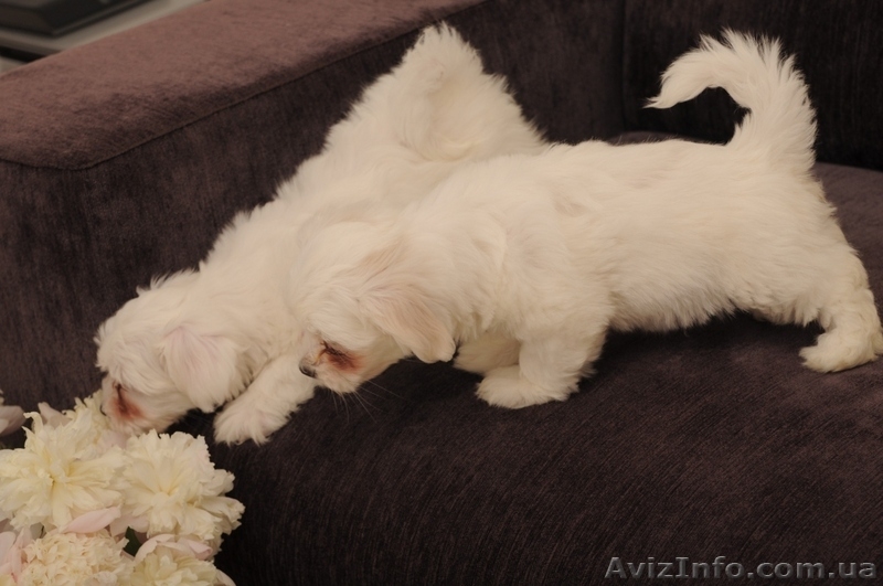 Элитные щенки мальтийской болонки(мальтезе) - <ro>Изображение</ro><ru>Изображение</ru> #4, <ru>Объявление</ru> #30891