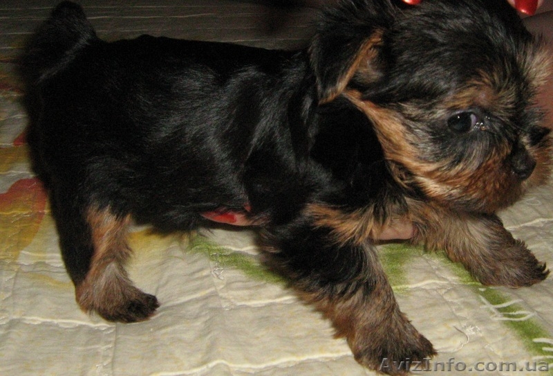 Продаются щеночки  йорка - <ro>Изображение</ro><ru>Изображение</ru> #1, <ru>Объявление</ru> #51667