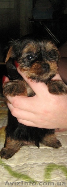 Продаются щеночки  йорка - <ro>Изображение</ro><ru>Изображение</ru> #2, <ru>Объявление</ru> #51667