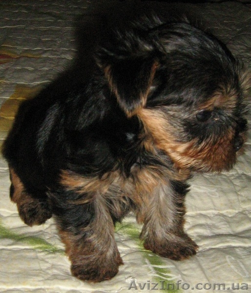 Продаются щеночки  йорка - <ro>Изображение</ro><ru>Изображение</ru> #3, <ru>Объявление</ru> #51667