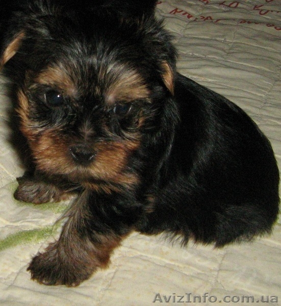 Продаются щеночки  йорка - <ro>Изображение</ro><ru>Изображение</ru> #4, <ru>Объявление</ru> #51667