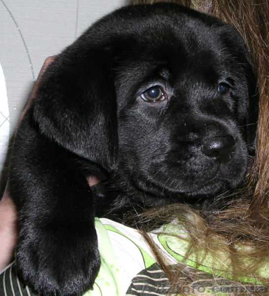 Щенки лабрадора – ретривера - <ro>Изображение</ro><ru>Изображение</ru> #1, <ru>Объявление</ru> #51337