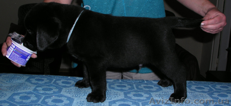 Щенки лабрадора – ретривера - <ro>Изображение</ro><ru>Изображение</ru> #2, <ru>Объявление</ru> #51337