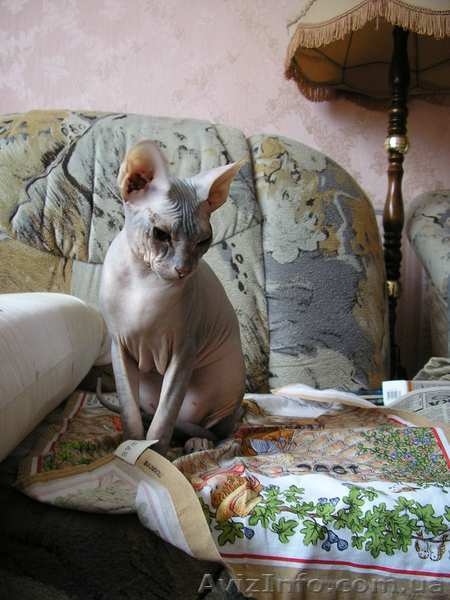 Котята доннского сфинкса - <ro>Изображение</ro><ru>Изображение</ru> #3, <ru>Объявление</ru> #51344
