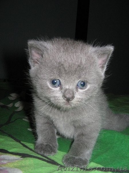 Продам британских прямоухих дефочек - <ro>Изображение</ro><ru>Изображение</ru> #1, <ru>Объявление</ru> #49776