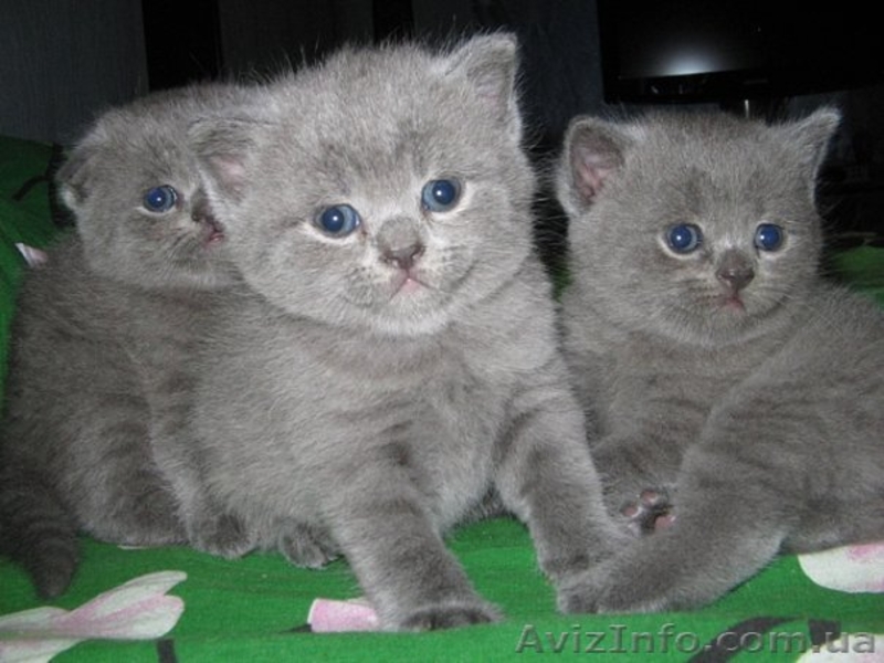 Продам британских прямоухих дефочек - <ro>Изображение</ro><ru>Изображение</ru> #4, <ru>Объявление</ru> #49776