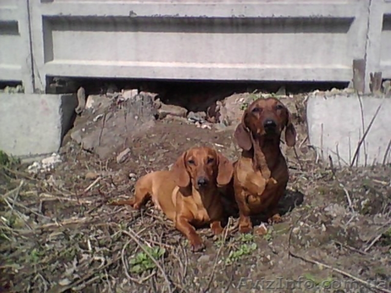 Щенок таксы рыжей гладкошерстной - <ro>Изображение</ro><ru>Изображение</ru> #2, <ru>Объявление</ru> #54432