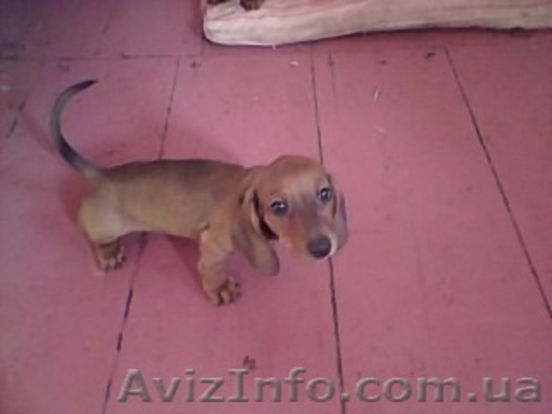 Щенок таксы рыжей гладкошерстной - <ro>Изображение</ro><ru>Изображение</ru> #1, <ru>Объявление</ru> #54432