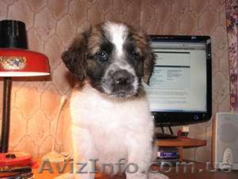 Продам щенка сенбернара и московской сторожевой - <ro>Изображение</ro><ru>Изображение</ru> #1, <ru>Объявление</ru> #63989