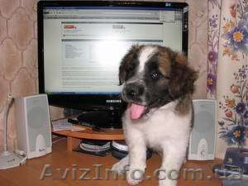 Продам щенка сенбернара и московской сторожевой - <ro>Изображение</ro><ru>Изображение</ru> #2, <ru>Объявление</ru> #63989