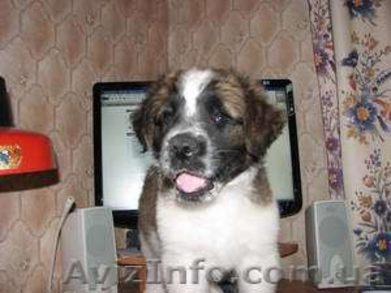 Продам щенка сенбернара и московской сторожевой - <ro>Изображение</ro><ru>Изображение</ru> #3, <ru>Объявление</ru> #63989